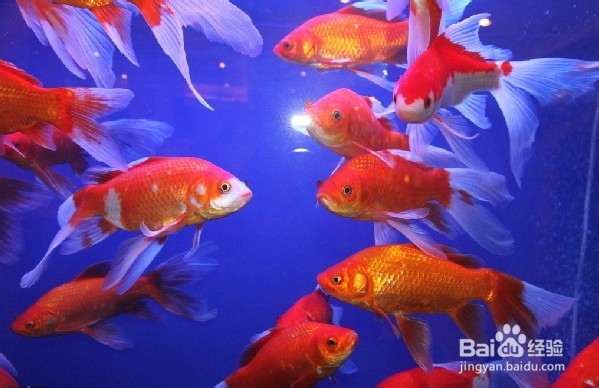 观赏鱼的养殖