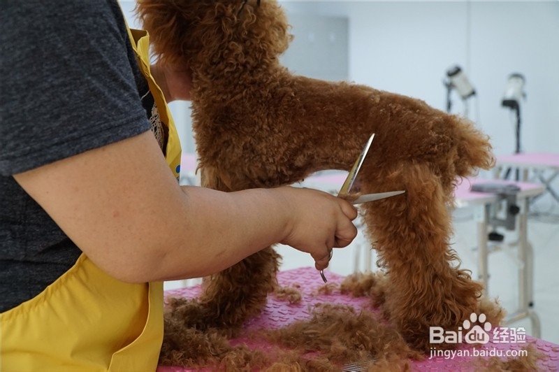 贵宾犬宠物美容