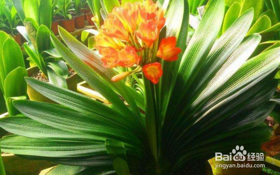 君子兰怎么养才茂盛