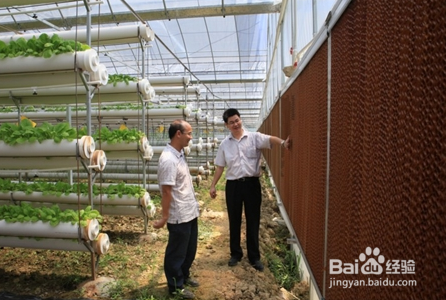 月季夏季怎样不休眠