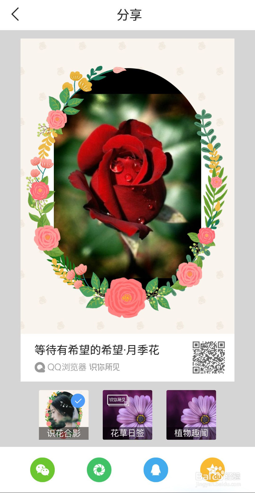 如何用手机识别各种花草！