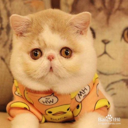 冬天怎么养猫？