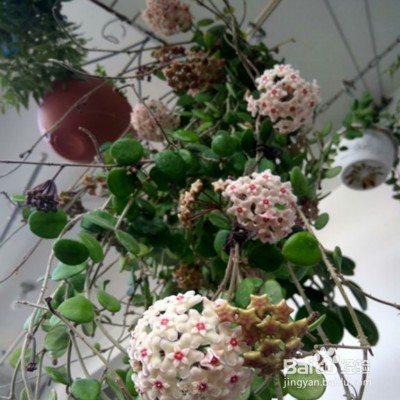 教你养绿叶球兰