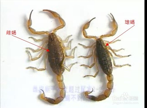 养蝎技巧：如何区分公蝎和母蝎
