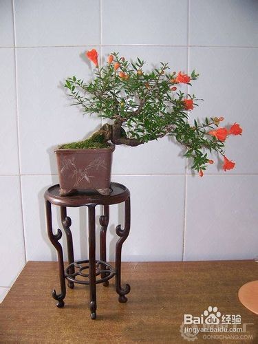 石榴盆景的造型和制作技术