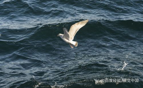 海鷗怎樣飛向藍天-百度經驗