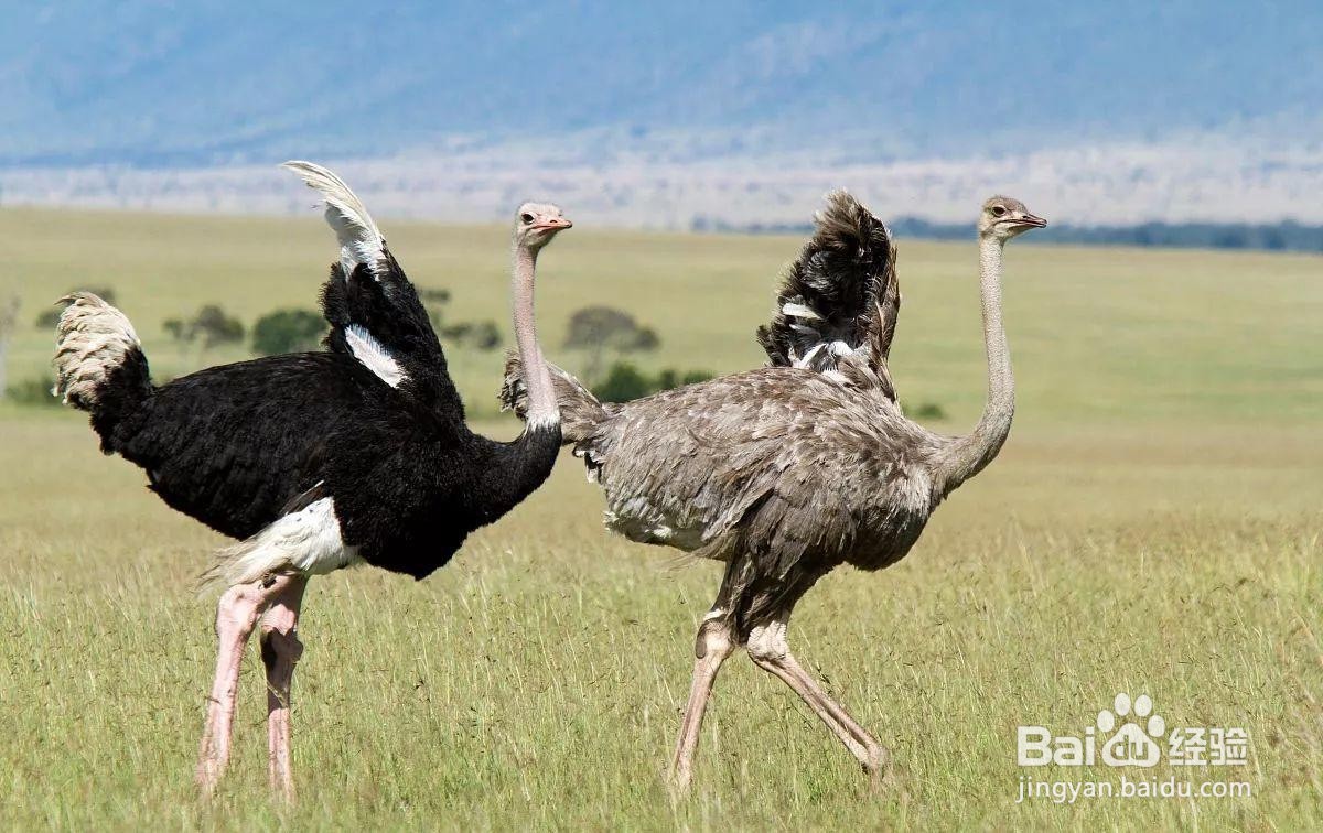 鸵鸟吃石头是怎么事