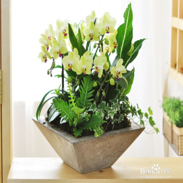 春季给植物换盆该注意些什么？