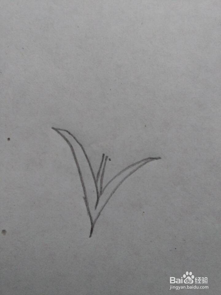 麦穗的简笔画一