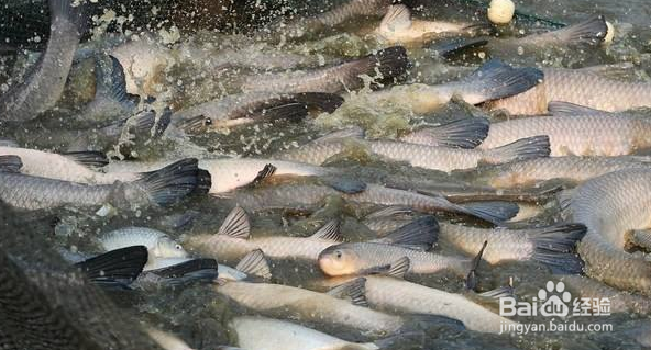 在水产养殖中,如何进行疾病的预防?