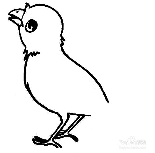 可爱的黄啼鸟的简笔画画法技巧