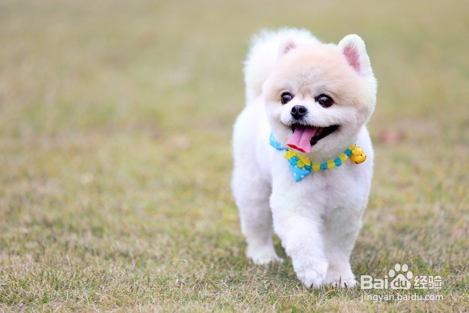 养狗都需要注意什么呢？