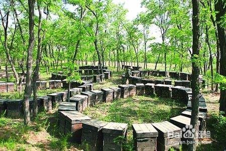 自有山林怎么招商