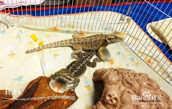 温哥华自然公园珍奇爬行动物展