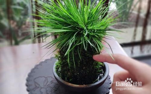 家庭养花，用药需要注意啥？