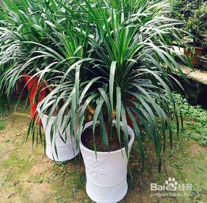 海南龙血树养护方法