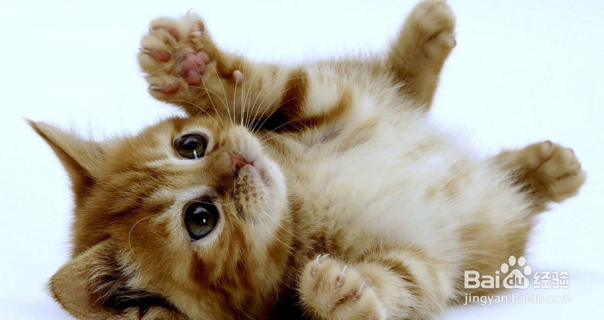 关于养猫的法则，你到底又知道多少呢？