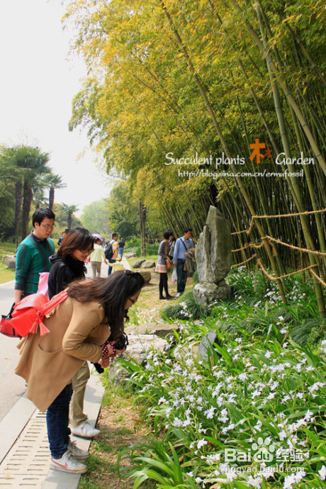 上海植物园（上）