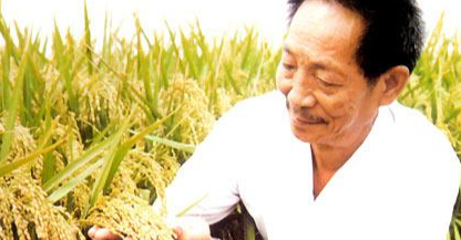 袁隆平的杂交稻用到了什么地方