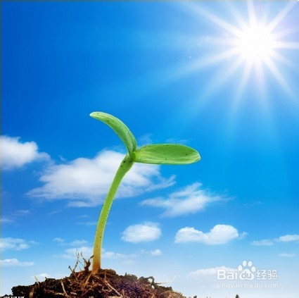 富贵竹怎么料理