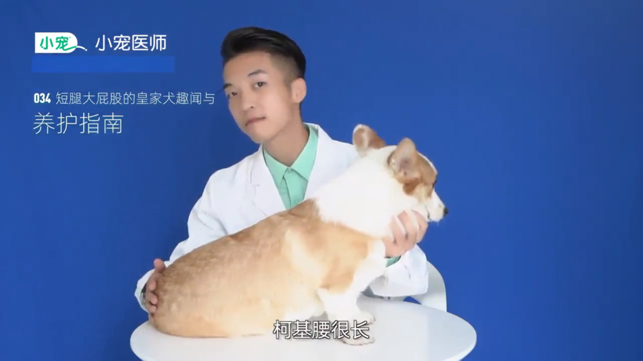 柯基趣闻与养护指南是什么