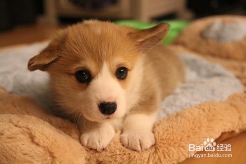 适合新手养的宠物有哪些？