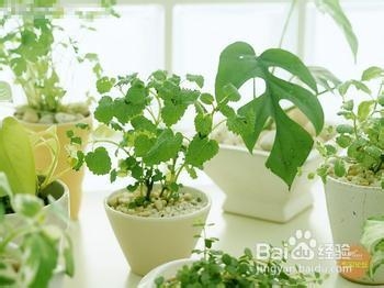 如何除去新房中的异味