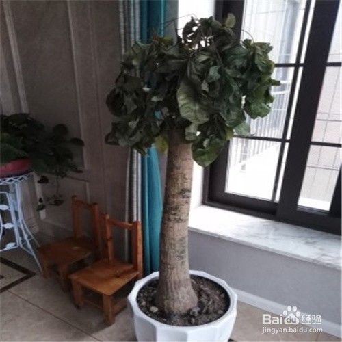 发财树根腐烂最快的处理方法