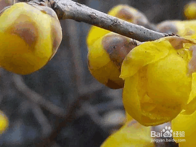 腊梅种子的种植及注意事项