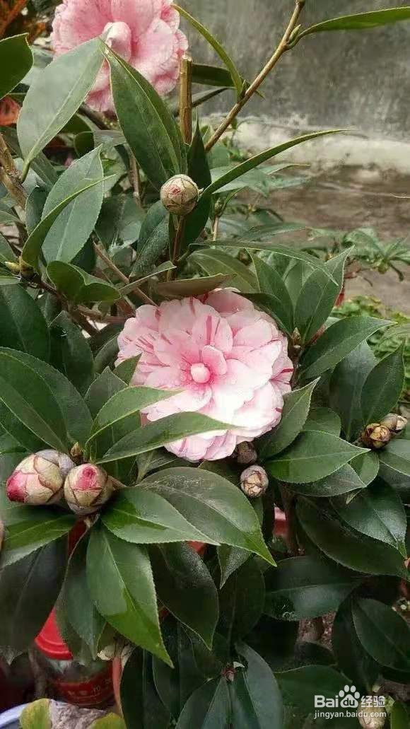 花盆里浇1勺，7天后叶绿根壮，重新爆满盆
