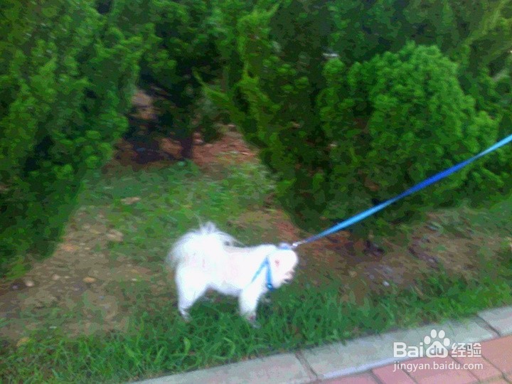 散步携带宠物狗要安全出行