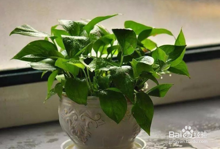 土培绿萝怎样移植水培