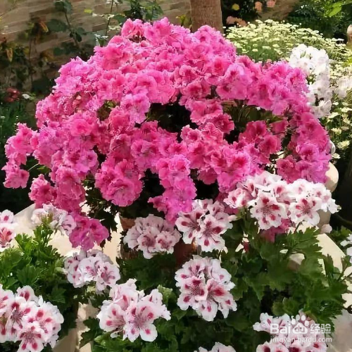 天竺葵的养殖方法