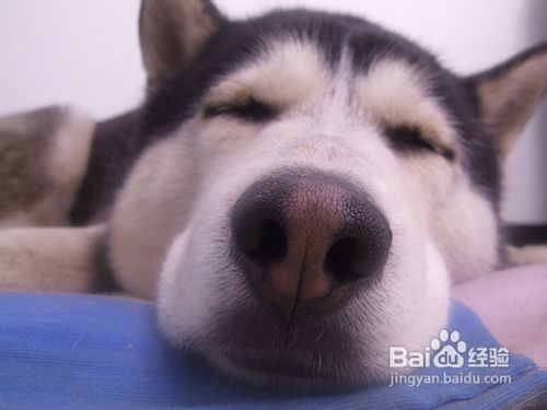 训练哈士奇狗狗衔取东西的方法