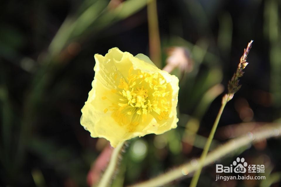 你没拍摄到的几种阿尔金山野生花草