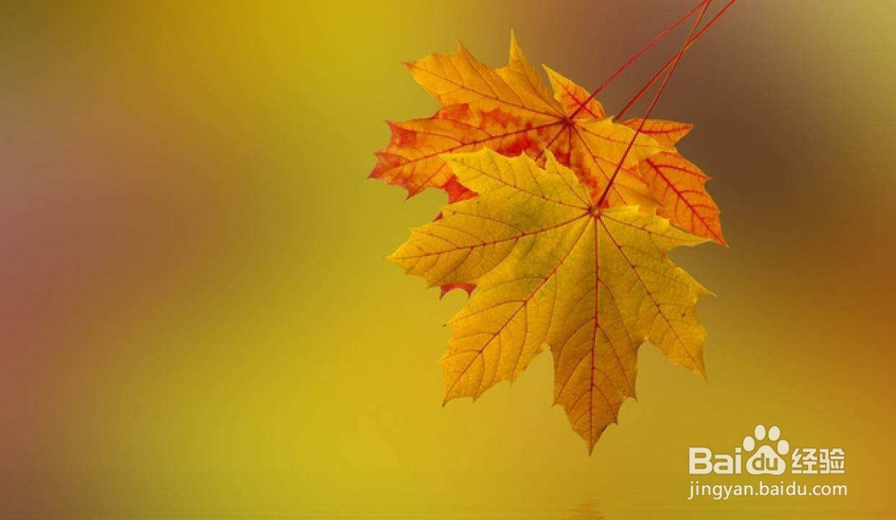 如何与婆婆和平共处