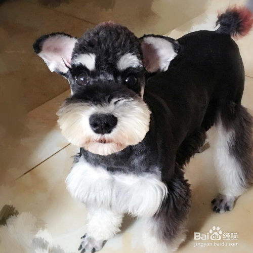 怎么给狗狗毛发护理?