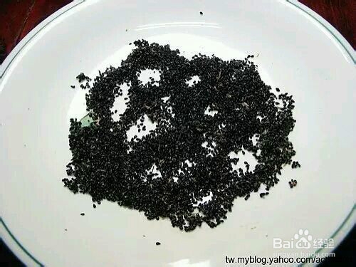 如何在家里种火龙果