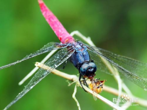 抓蚊子,苍蝇,叶蝉,虻蠓类和小型蝶蛾类等害虫,跟蜻蜓放在一起.