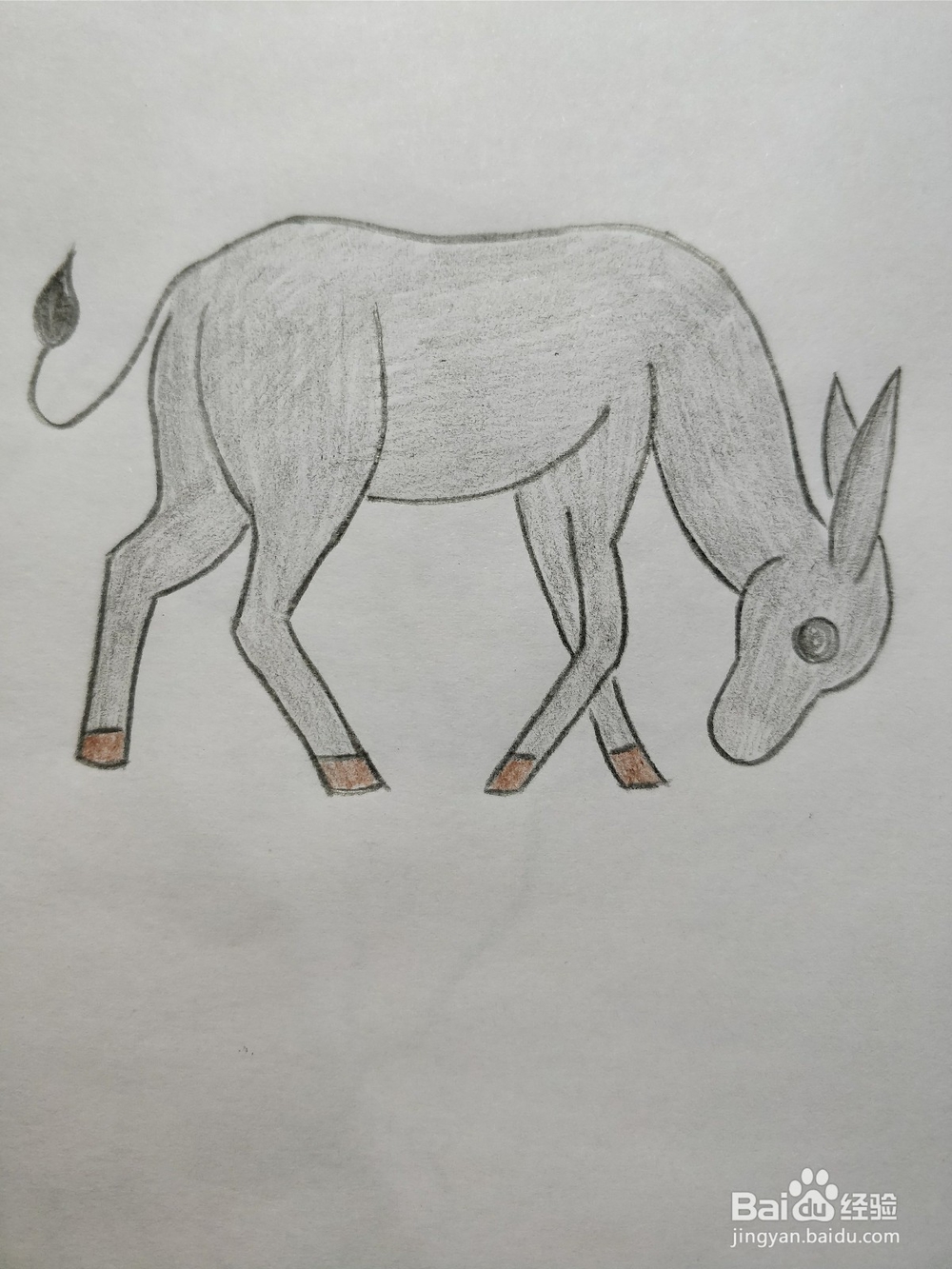 简笔画画小毛驴