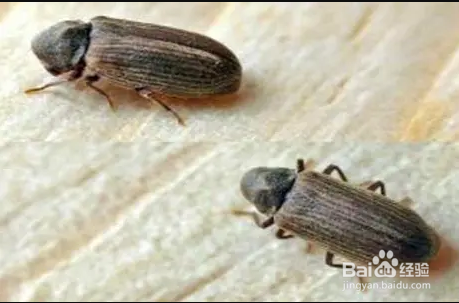 木蠹虫怎么灭