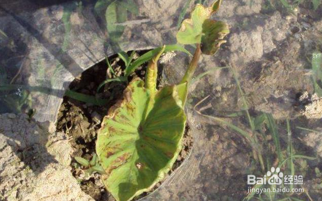芋头常见病虫害的防治方法