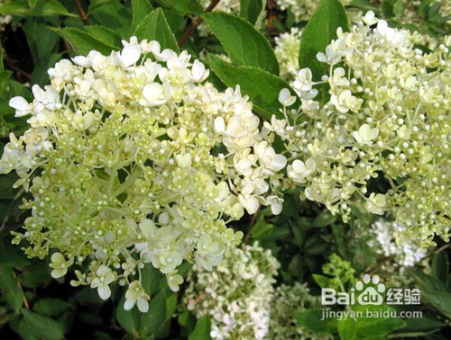 盆栽桂花为何不开花?