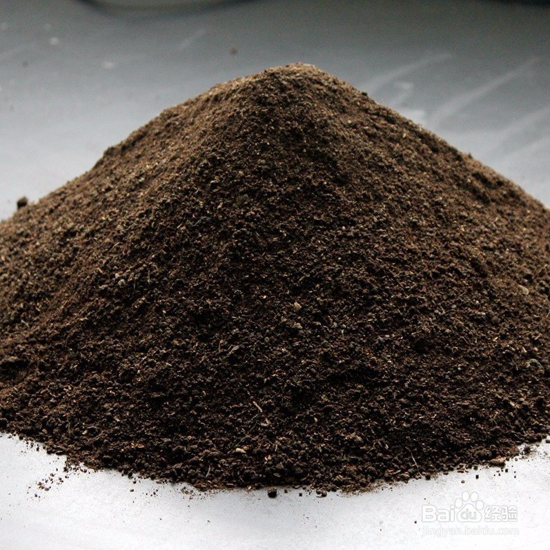 大岩桐花怎么养