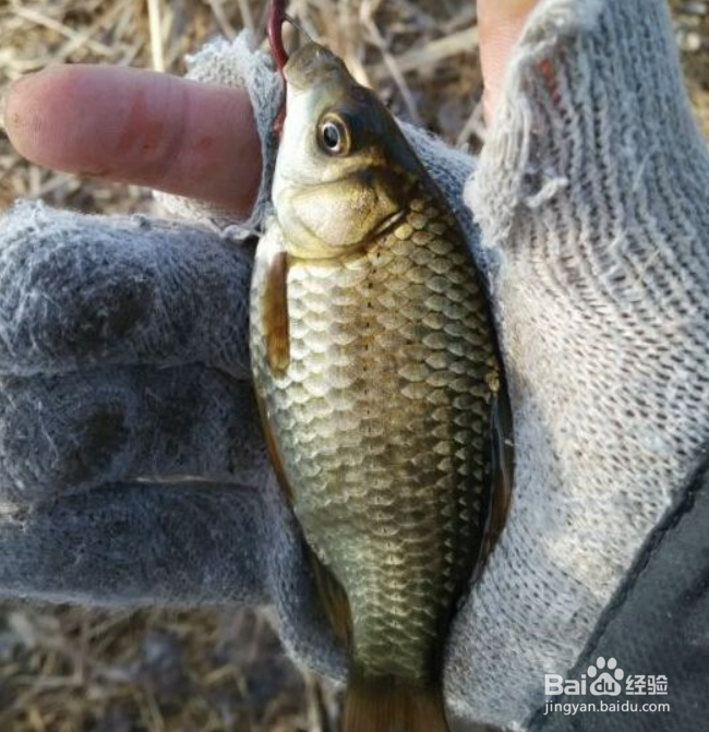 清明怎样野钓鲫鱼