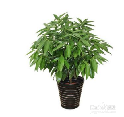 绿植的生长习性和培植方法