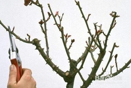 四季海棠怎样修剪爆盆图片