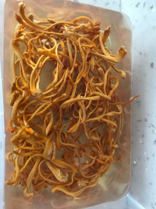 虫草花冬瓜虾皮汤