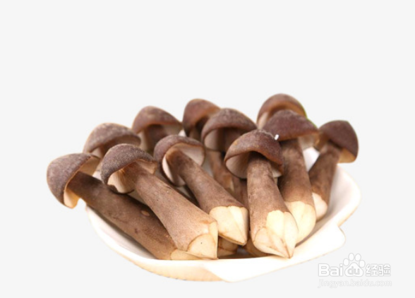 鸡枞菌怎么种植