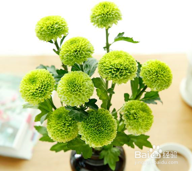 乒乓菊种子的种植方法